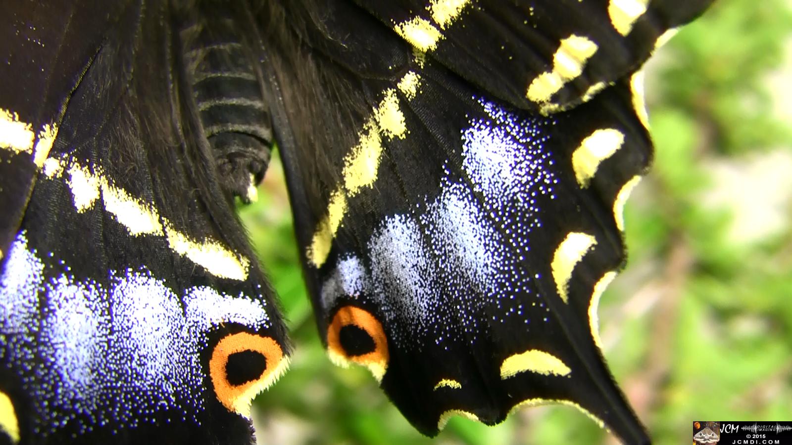 Papilio indra Swallowtail on plant freshly emerged